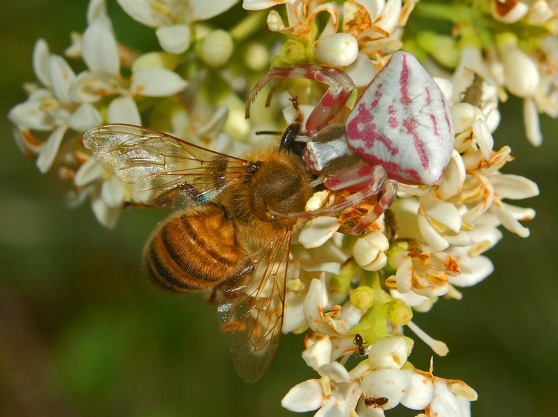 Thomisus onustus & Argynnis aglaja